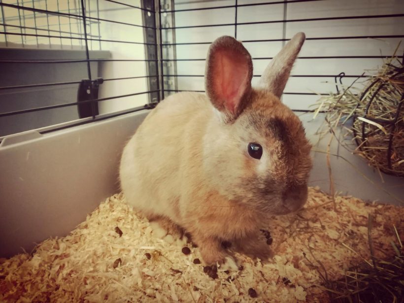 Des nouvelles du lapin d&rsquo;Horbourg