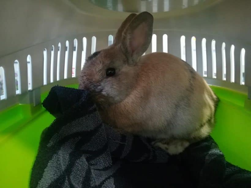 Lapin abandonné à Horbourg Wihr