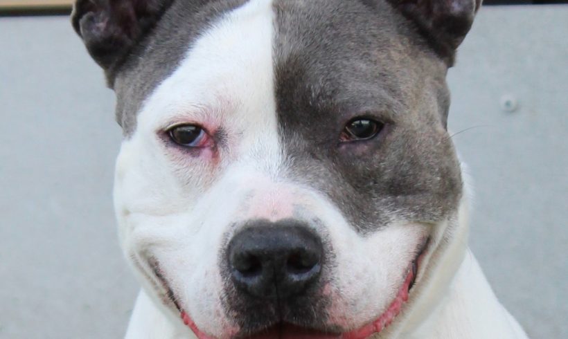 ALPHA(ROCCO)