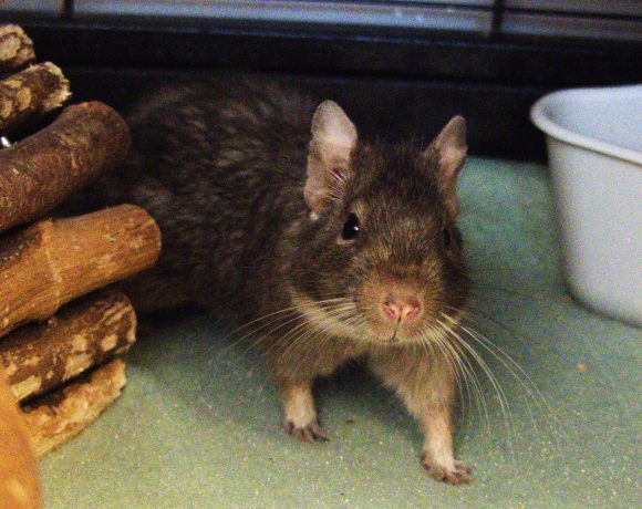 Crousty – Octodon mâle castré – Adoptio duo avec Tasty