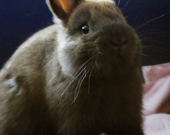 Robinson – Mâle, 4 mois, vacciné