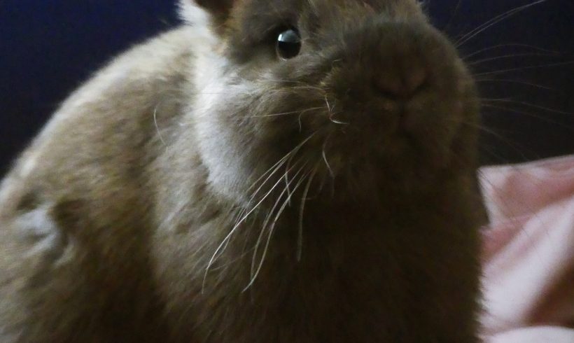 Robinson – Mâle, 4 mois, vacciné