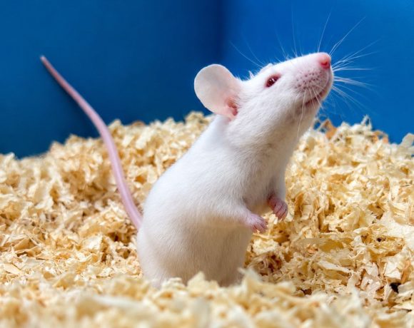 4 souris de laboratoire (mâle) – Âge indéterminé