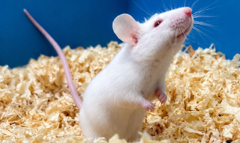 4 souris mâle – Environ 4-6 mois