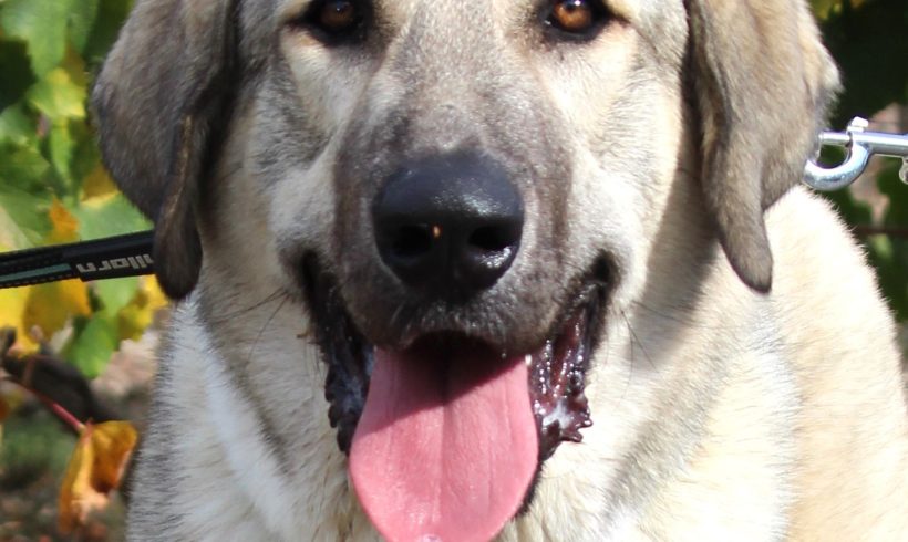 ASLAN