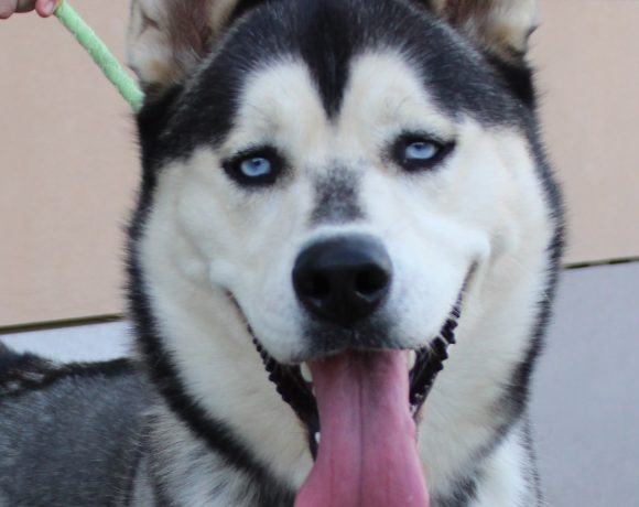ARES ARES