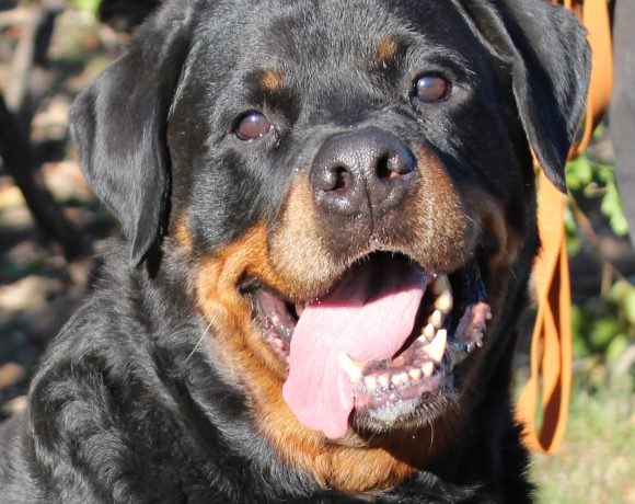 TYSON