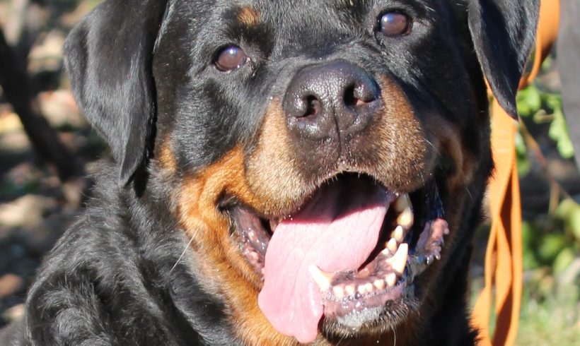 TYSON