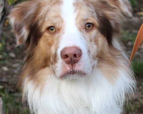 LOKI