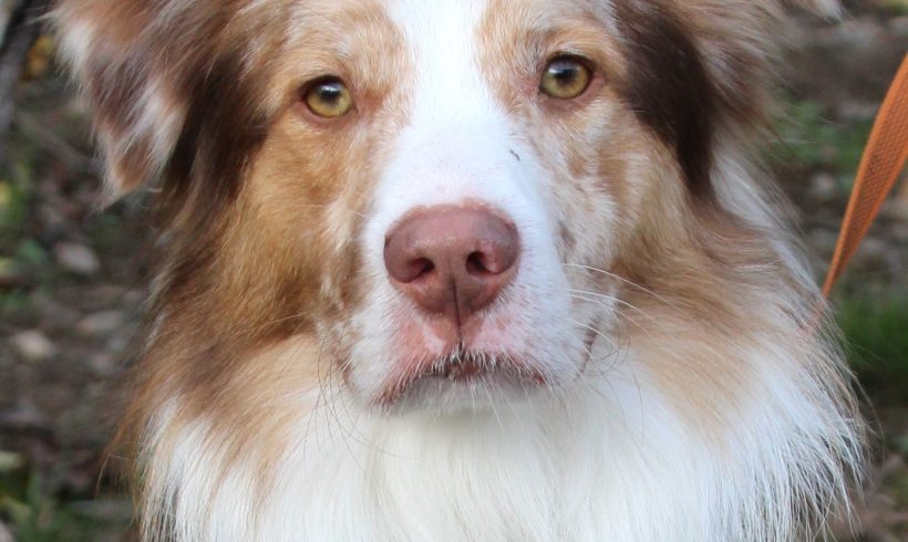 LOKI