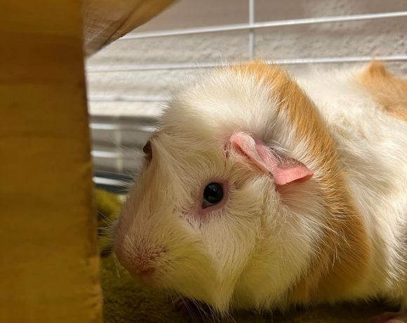 Pirouette – Cochon d&rsquo;inde mâle entre 1 et 2 ans – Adoption avec Cacahuète