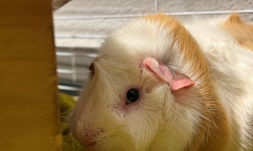 Pirouette – Cochon d&rsquo;inde mâle entre 1 et 2 ans – Adoption avec Cacahuète