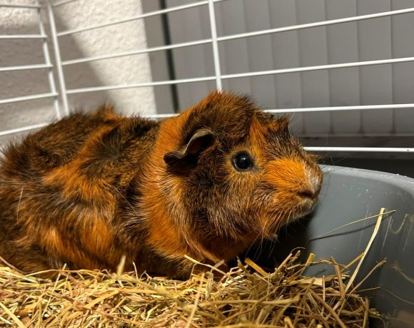 Cacahuète – Cochon d&rsquo;inde mâle, entre 1 et 2 ans – Adoption avec Pirouette