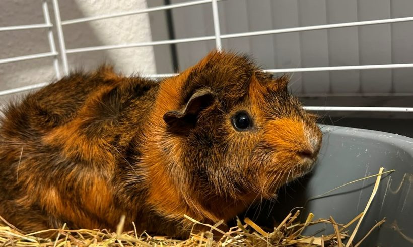Cacahuète – Cochon d&rsquo;inde mâle, entre 1 et 2 ans – Adoption avec Pirouette